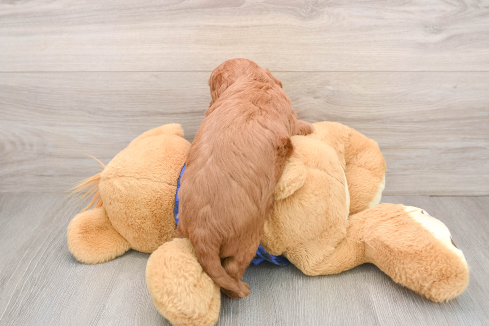 Best Mini Goldendoodle Baby