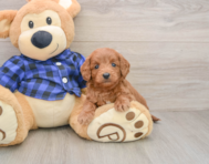 6 week old Mini Goldendoodle Puppy For Sale - Windy City Pups