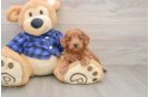Best Mini Goldendoodle Baby