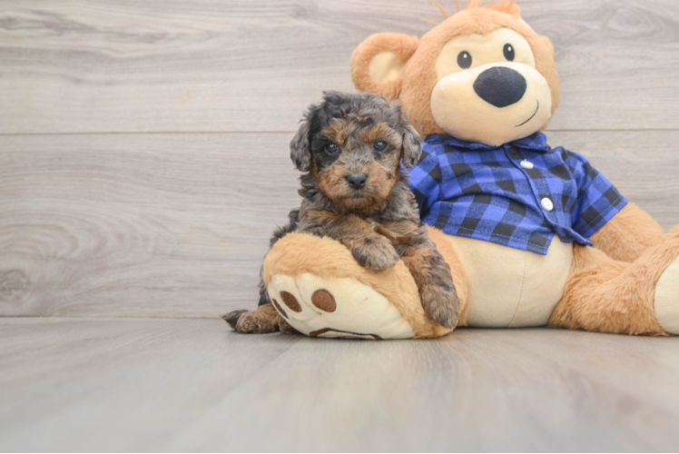 Smart Mini Goldendoodle Poodle Mix Pup