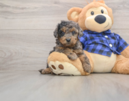 8 week old Mini Goldendoodle Puppy For Sale - Windy City Pups