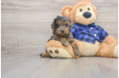 Smart Mini Goldendoodle Poodle Mix Pup