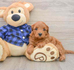 7 week old Mini Goldendoodle Puppy For Sale - Windy City Pups
