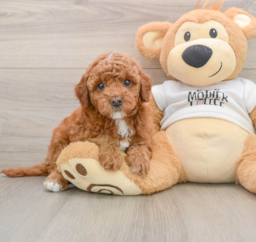 6 week old Mini Goldendoodle Puppy For Sale - Windy City Pups