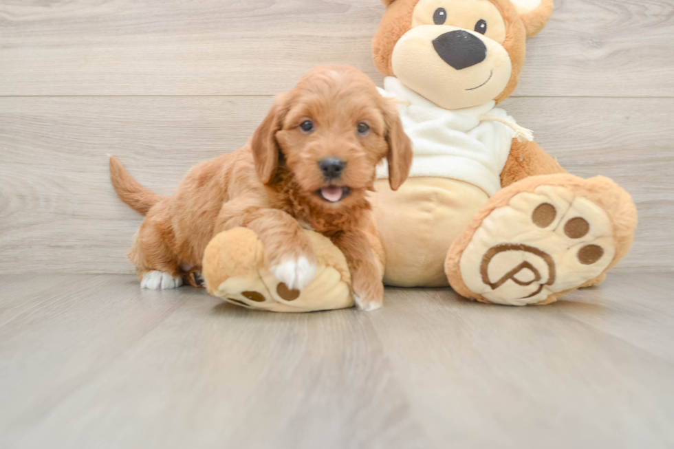 Cute Mini Goldendoodle Baby