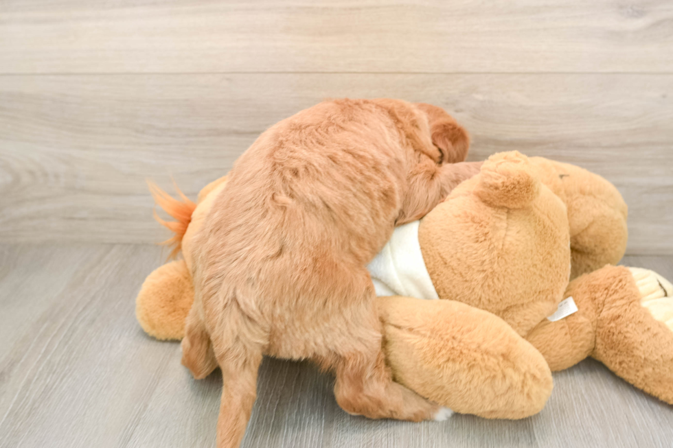 Mini Goldendoodle Puppy for Adoption