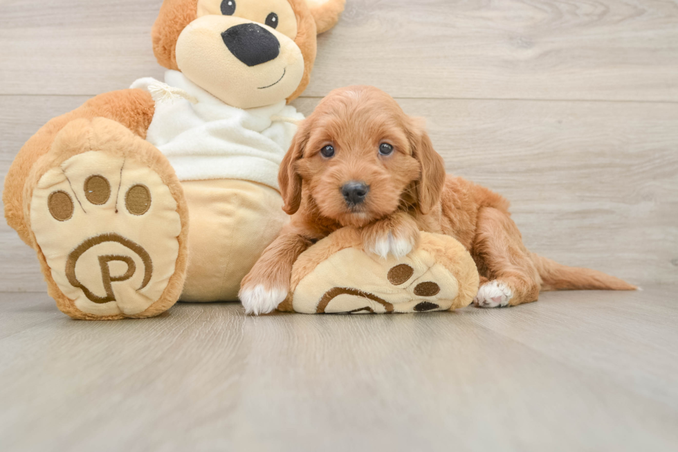 Playful Mini Groodle Poodle Mix Puppy