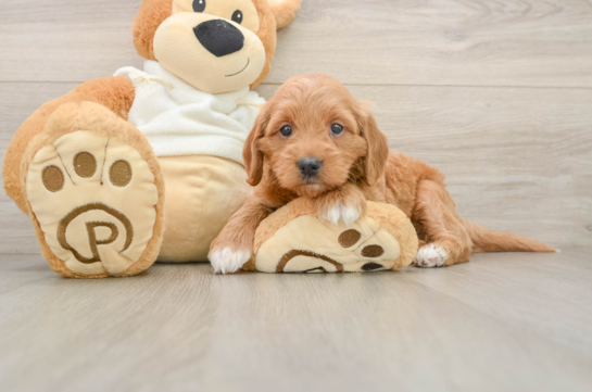 DIVA, a Mini Goldendoodle littermate