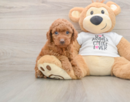 7 week old Mini Goldendoodle Puppy For Sale - Windy City Pups