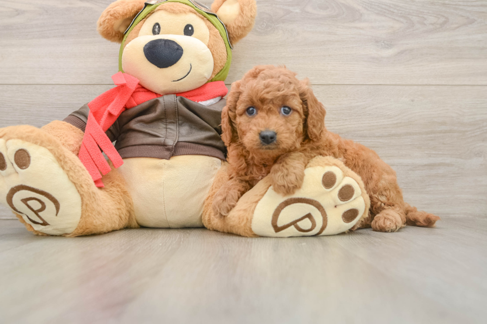 Sweet Mini Goldendoodle Baby