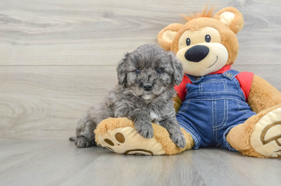 7 week old Mini Goldendoodle Puppy For Sale - Windy City Pups