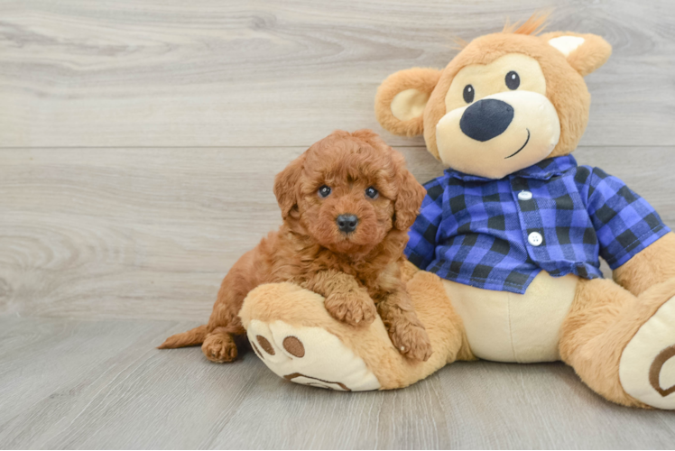 Mini Goldendoodle Puppy for Adoption