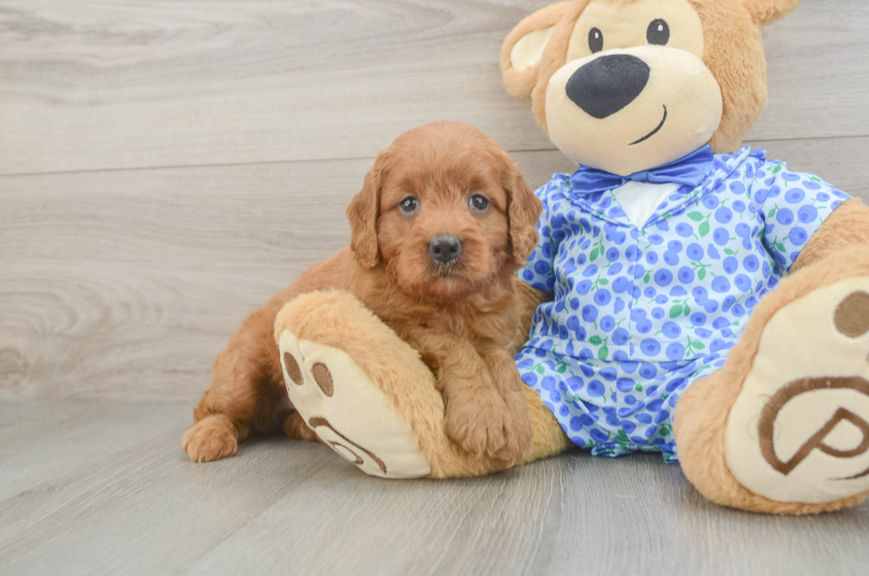6 week old Mini Goldendoodle Puppy For Sale - Windy City Pups