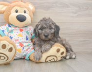 6 week old Mini Goldendoodle Puppy For Sale - Windy City Pups