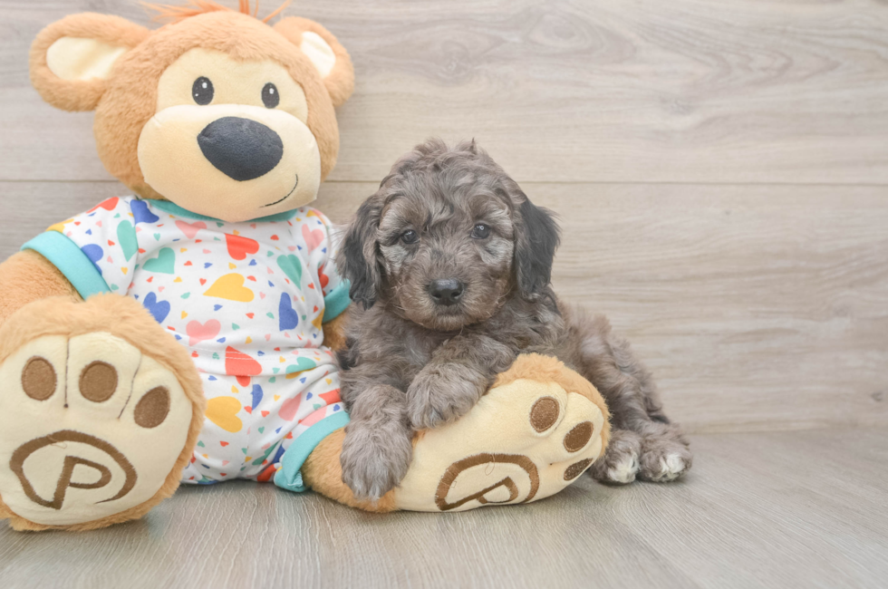 5 week old Mini Goldendoodle Puppy For Sale - Windy City Pups