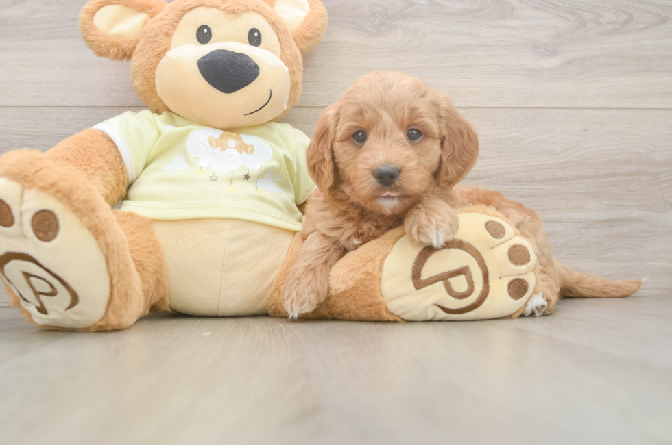 7 week old Mini Goldendoodle Puppy For Sale - Windy City Pups
