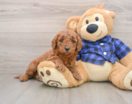 7 week old Mini Goldendoodle Puppy For Sale - Windy City Pups