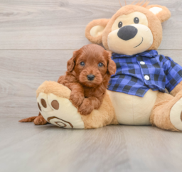 7 week old Mini Goldendoodle Puppy For Sale - Windy City Pups