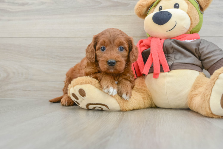 Best Mini Goldendoodle Baby