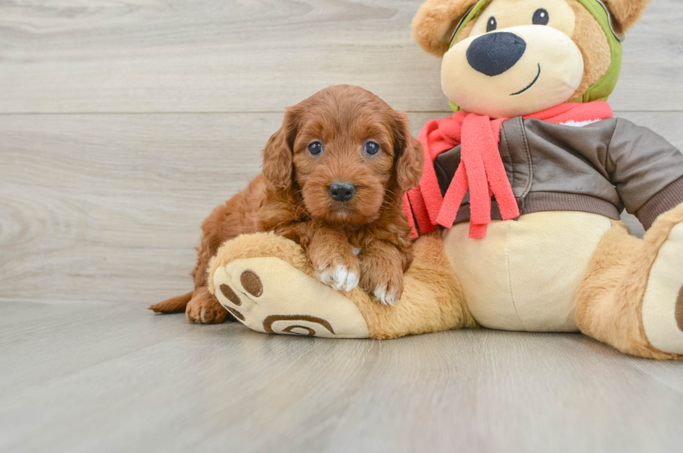 5 week old Mini Goldendoodle Puppy For Sale - Windy City Pups