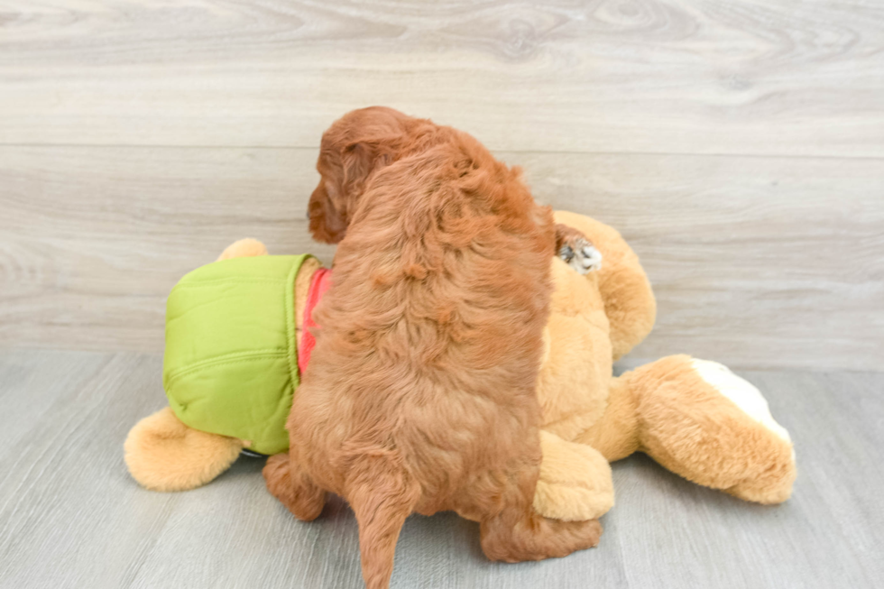 Little Mini Goldenpoo Poodle Mix Puppy
