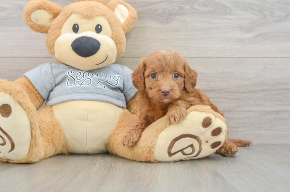 6 week old Mini Goldendoodle Puppy For Sale - Windy City Pups