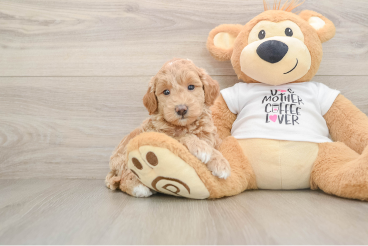 Hypoallergenic Mini Goldiepoo Poodle Mix Puppy