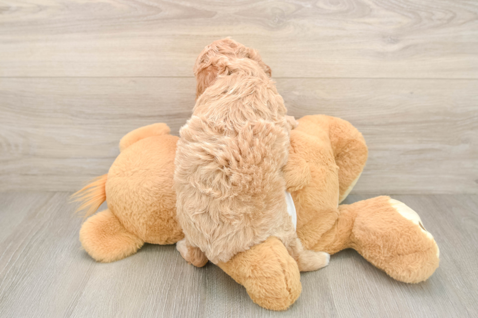 Mini Goldendoodle Puppy for Adoption