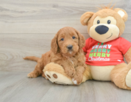 5 week old Mini Goldendoodle Puppy For Sale - Windy City Pups