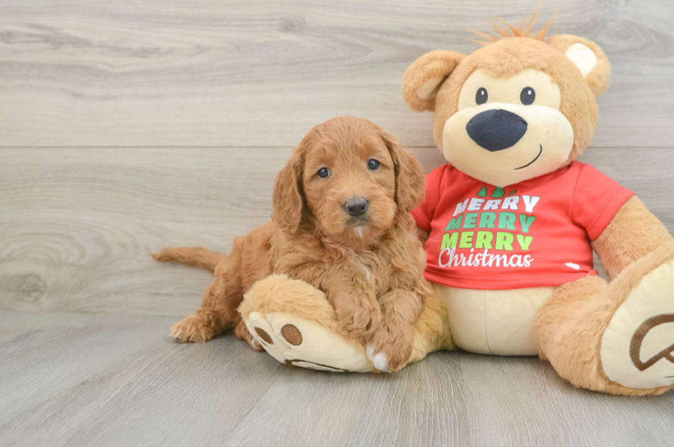 6 week old Mini Goldendoodle Puppy For Sale - Windy City Pups