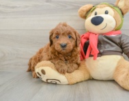 7 week old Mini Goldendoodle Puppy For Sale - Windy City Pups