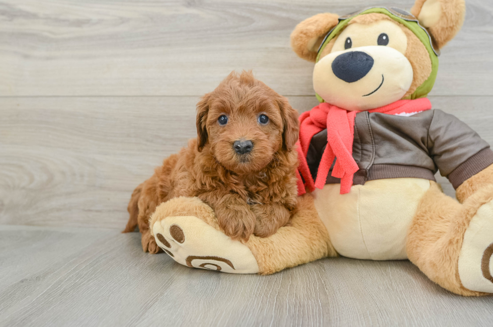 5 week old Mini Goldendoodle Puppy For Sale - Windy City Pups