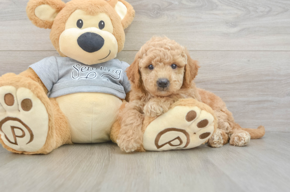 6 week old Mini Goldendoodle Puppy For Sale - Windy City Pups