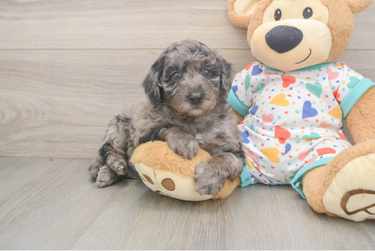 Mini Goldendoodle Pup Being Cute