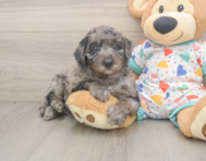 5 week old Mini Goldendoodle Puppy For Sale - Windy City Pups