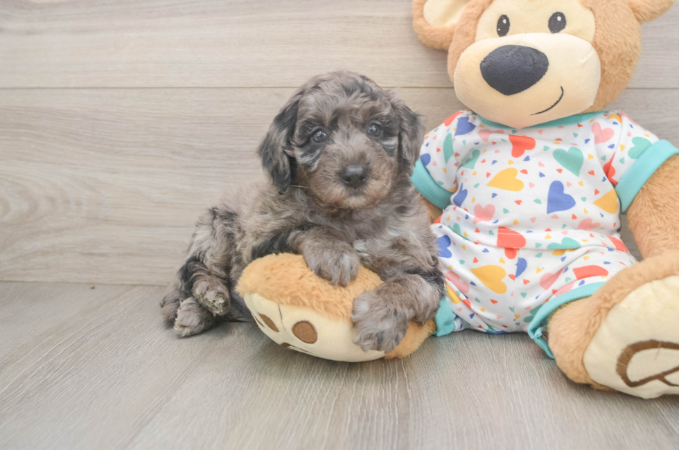 5 week old Mini Goldendoodle Puppy For Sale - Windy City Pups