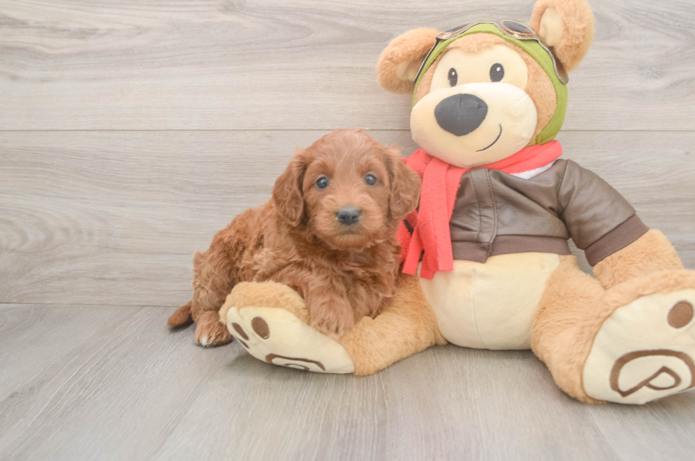 5 week old Mini Goldendoodle Puppy For Sale - Windy City Pups