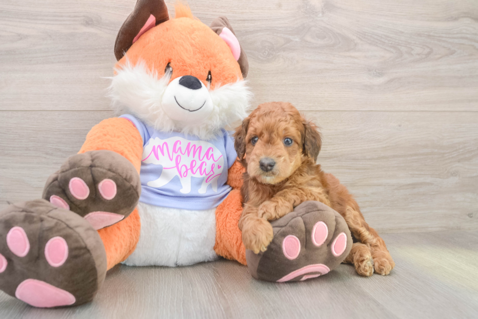 Best Mini Goldendoodle Baby