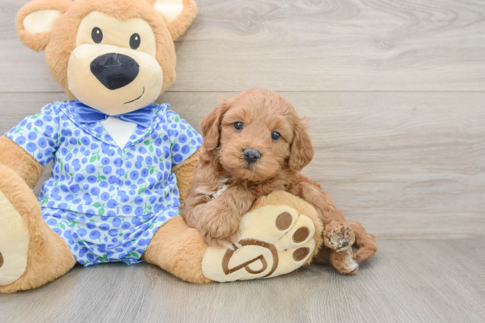 Funny Mini Goldendoodle Poodle Mix Pup