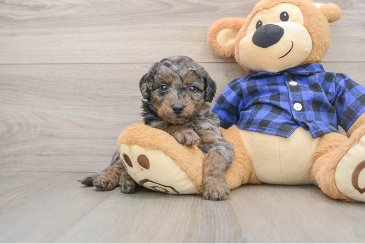 Energetic Golden Doodle Poodle Mix Puppy