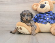 8 week old Mini Goldendoodle Puppy For Sale - Windy City Pups