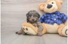 Energetic Golden Doodle Poodle Mix Puppy
