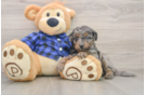Best Mini Goldendoodle Baby