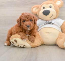 6 week old Mini Goldendoodle Puppy For Sale - Windy City Pups
