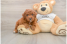 Mini Goldendoodle Pup Being Cute