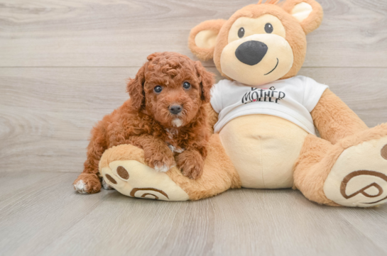 Mini Goldendoodle Pup Being Cute