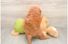 Small Mini Goldendoodle Baby