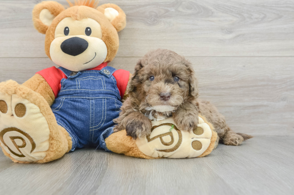 7 week old Mini Goldendoodle Puppy For Sale - Windy City Pups