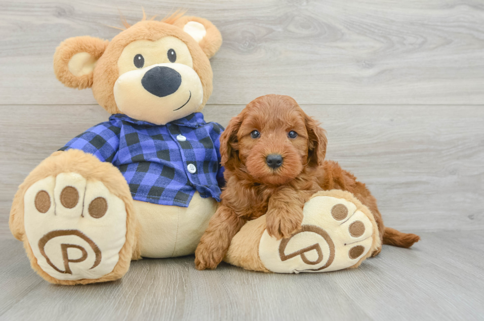 7 week old Mini Goldendoodle Puppy For Sale - Windy City Pups