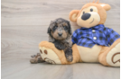 Mini Goldendoodle Puppy for Adoption